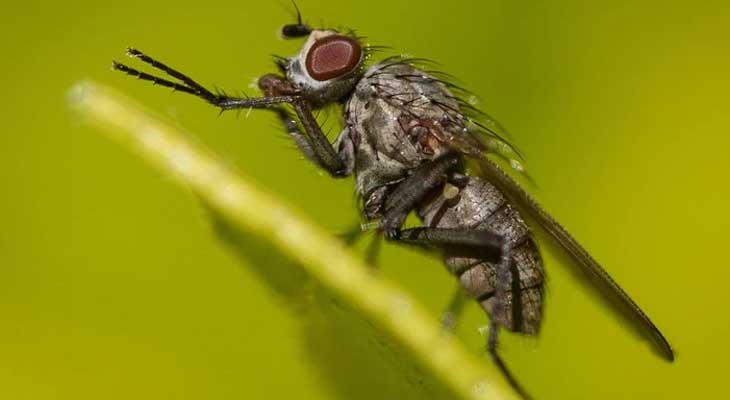 Vòng đời của ruồi bao lâu?