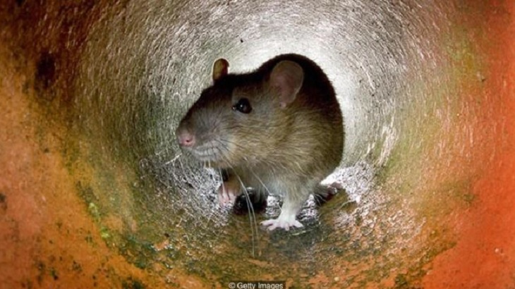 Nơi duy nhất trên Trái Đất người không có chuột